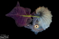   Sailing abyss just beneath surface glides natures marvel Paper Nautilus Wrapped tender shyness conceals its beauty like pearl hidden within shell. May this mystery stir hearts explorers let dash poetry shell  